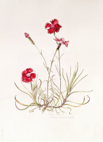 Dianthus Caesar